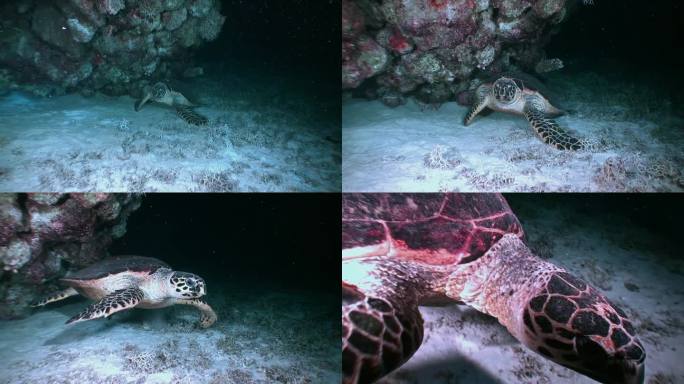 海底世界的宁静自然与海龟的美丽相辅相成。