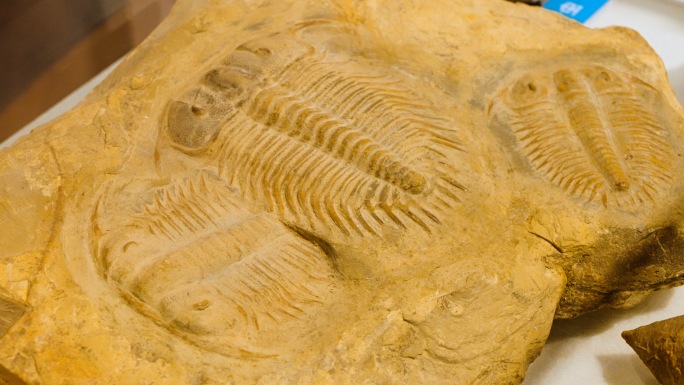 三叶虫 化石 海洋生物化石