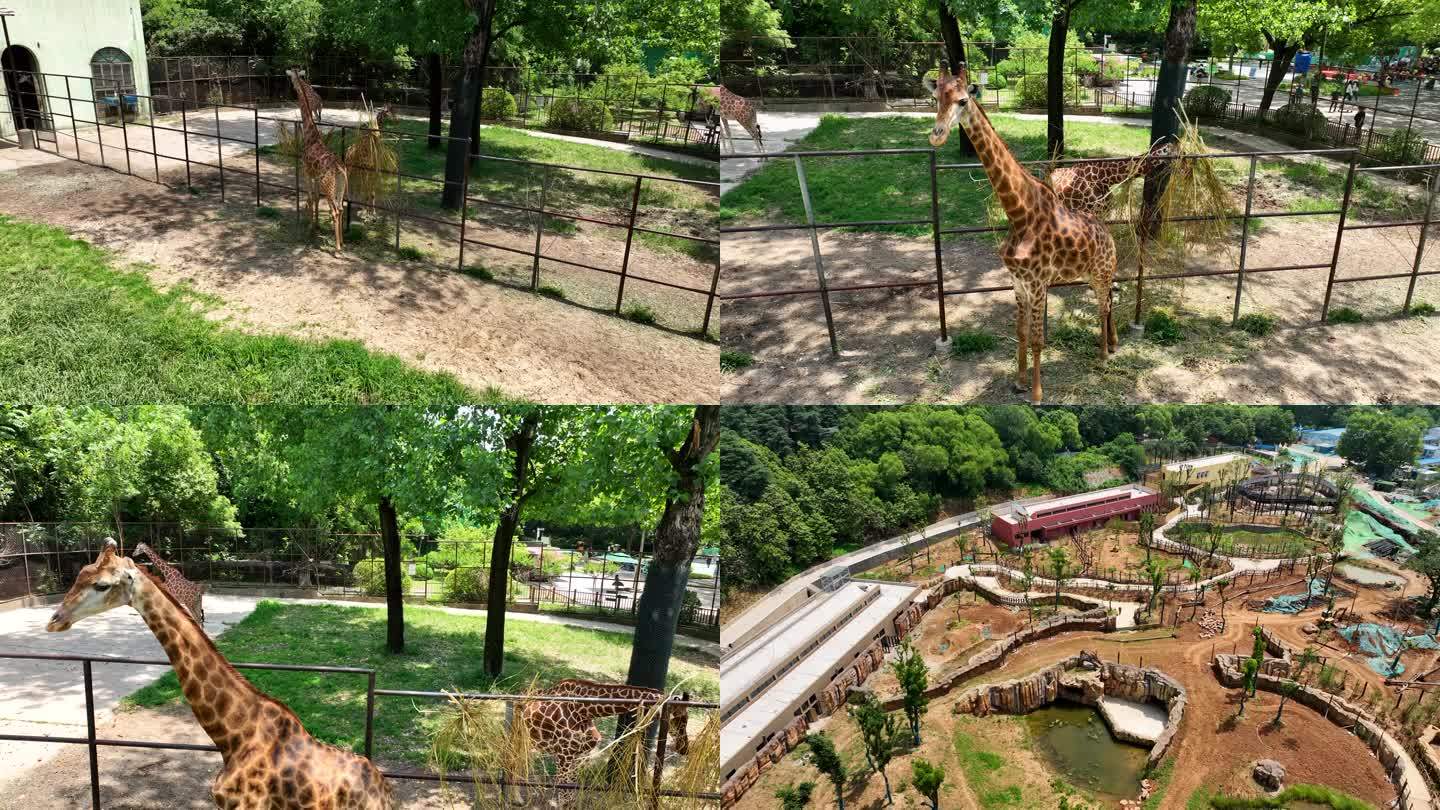 红山动物园航拍 红山动物园动物园 长劲鹿