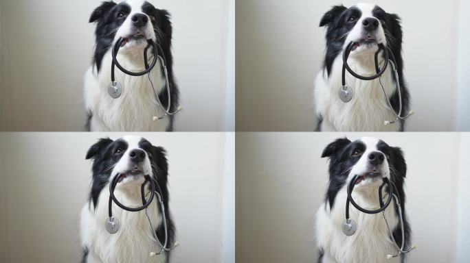 小狗边境牧羊犬叼着听诊器在白色背景。兽医诊所接待的纯种宠物狗。宠物保健和动物概念