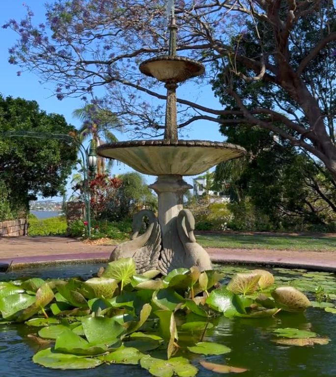 这是一个传统的、古典风格的喷泉，池底的睡莲将阳光反射到喷泉的底部，背景是一棵蓝花楹在风中摇曳
