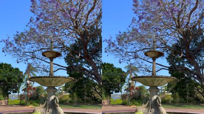 这是一个传统的、古典风格的喷泉，池底的睡莲将阳光反射到喷泉的底部，背景是一棵蓝花楹在风中摇曳