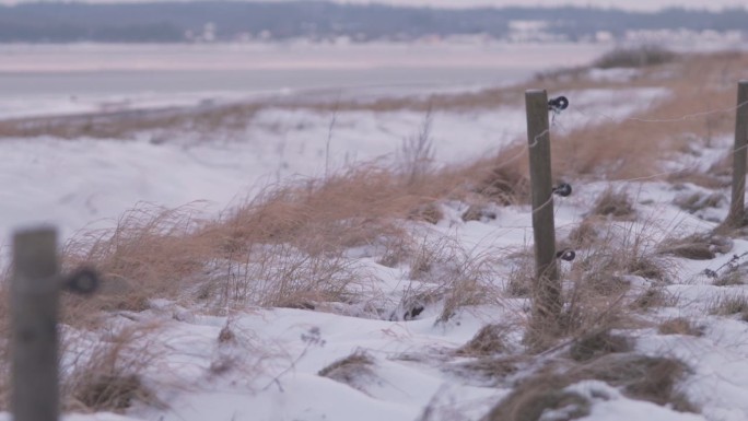 在白雪覆盖的海边，风吹在干草上。选择性对焦镜头