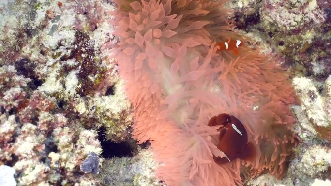 两只小小丑鱼躲在海葵的触手里。水下的小型热带鱼。