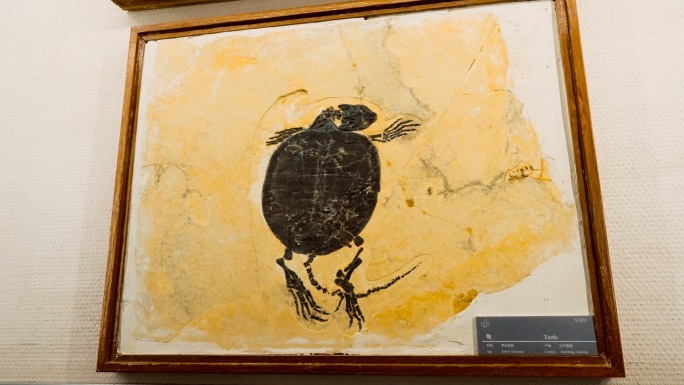 龟 化石 早白垩世 海洋生物化石