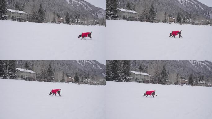 德国短毛猎犬穿着冬衣在山村雪地里的慢动作