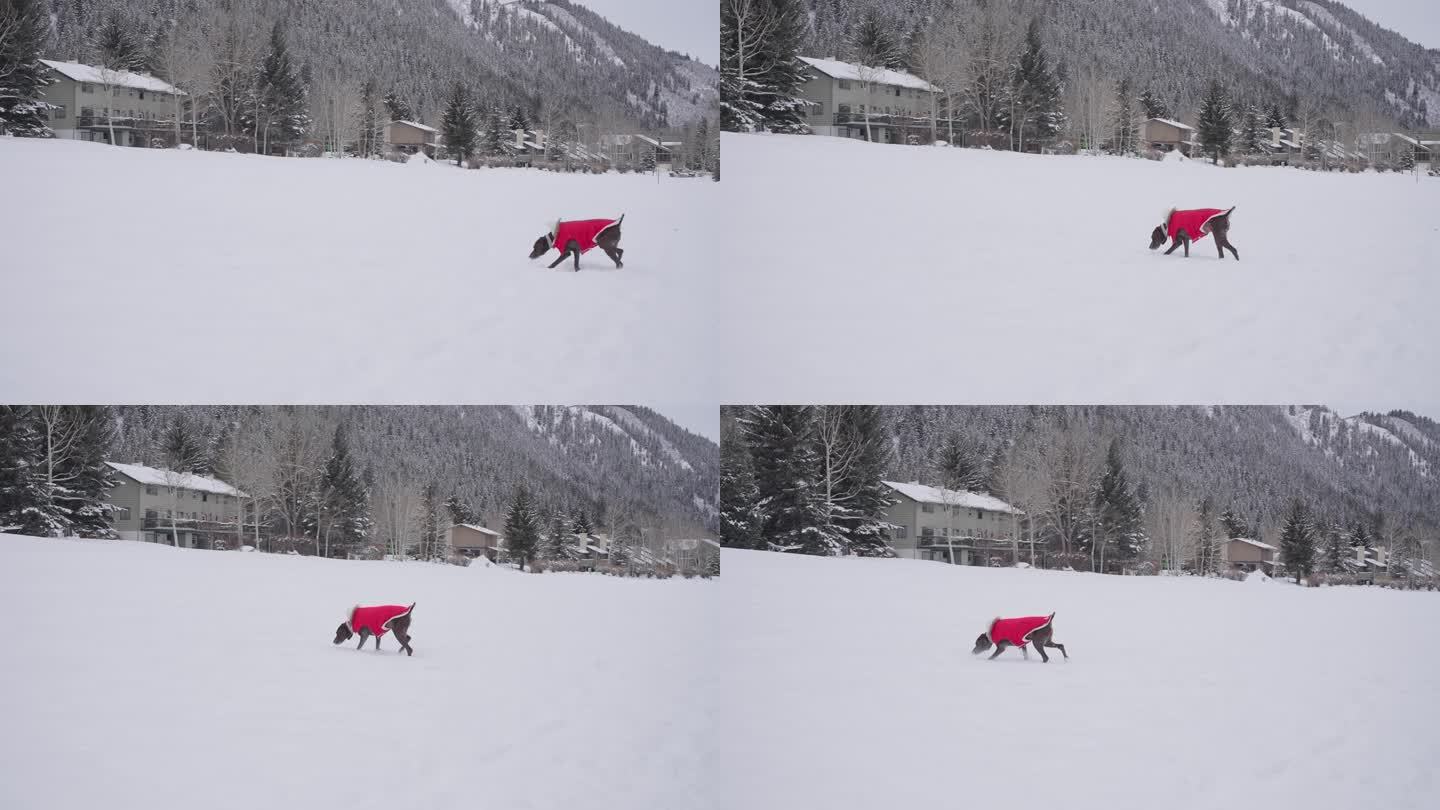 德国短毛猎犬穿着冬衣在山村雪地里的慢动作