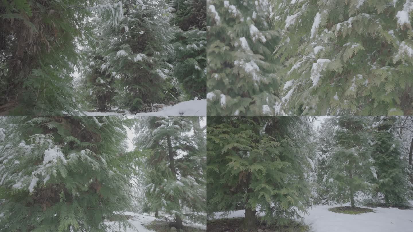雪中松树灰片