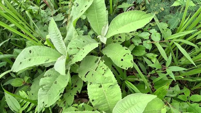 凤仙花(Sembung)。这种植物通常用于治疗感冒、风湿病、腹胀、腹泻、骨痛、利尿剂、感染、呼吸道感
