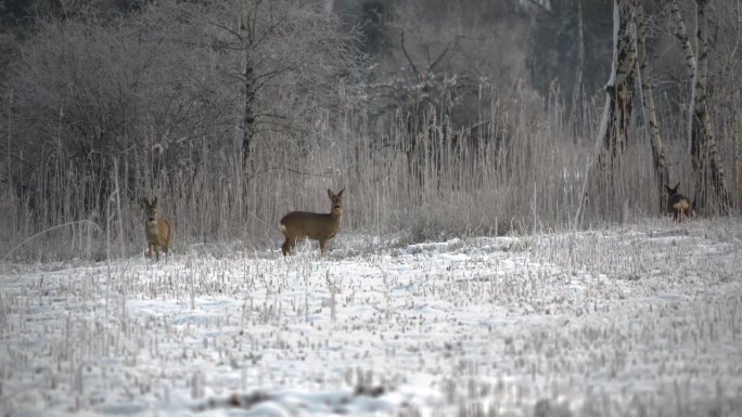一群鹿在森林边缘被雪覆盖的草原上吃草