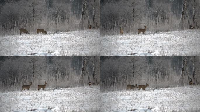 一群鹿在森林边缘被雪覆盖的草原上吃草