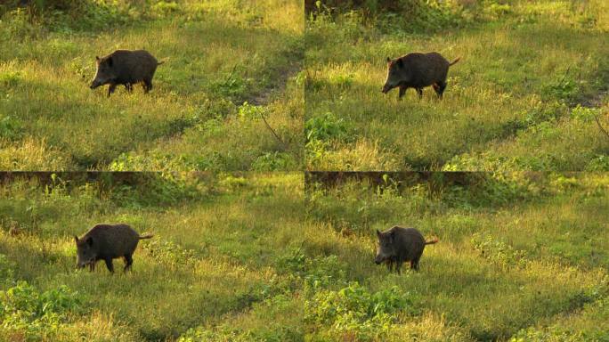 野生动物的近距离镜头，野猪独自行走在绿色的草地上，在黄金时间