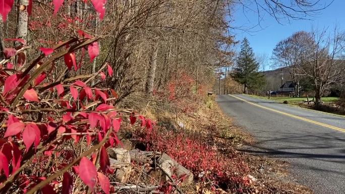 秋天的乡村路边，红色燃烧的灌木在风中摇曳