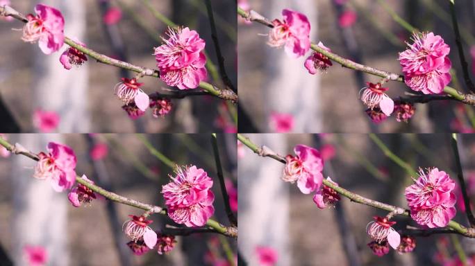 腊梅花 红色腊梅 红梅 1723