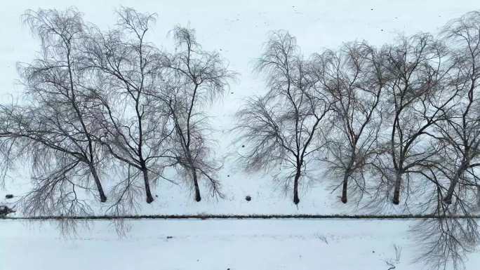 雪地垂柳航拍