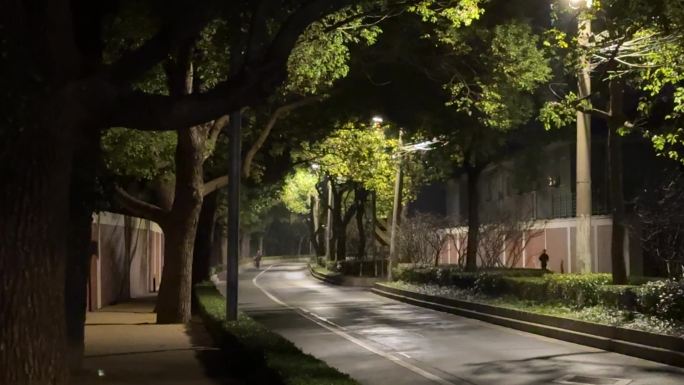 夜晚 空无一人的街道 绿树 灯光