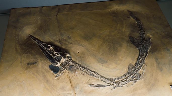龙鱼 化石 中三叠纪 海洋生物化石