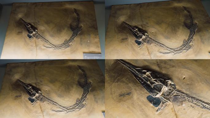 龙鱼 化石 中三叠纪 海洋生物化石