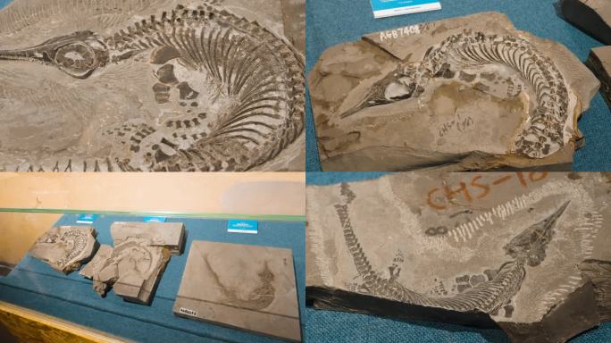 巢湖龙 化石 三叠纪 海洋生物化石