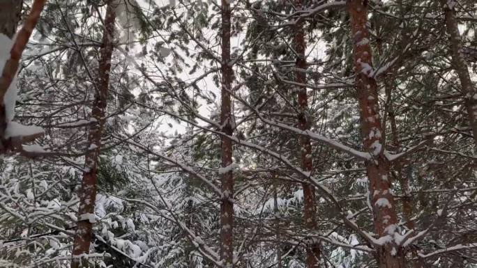 冬天的面纱:降雪奇观在松树林4K, 60帧每秒
