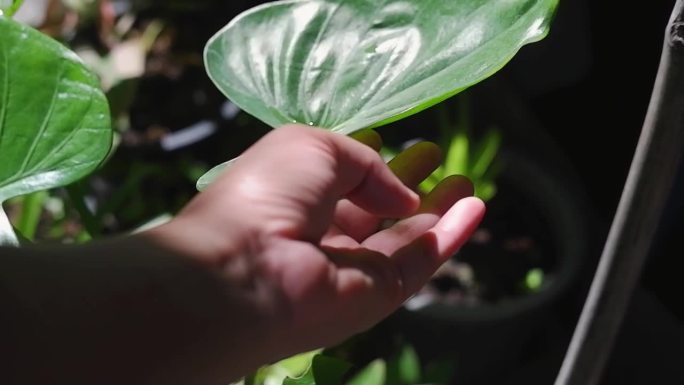 封闭的女园丁的手在自然花园的花莲叶子上抚摸着水珠