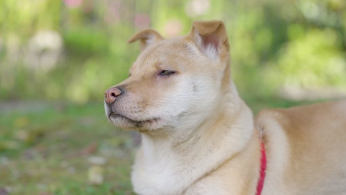 中华田园犬躺在草坪上