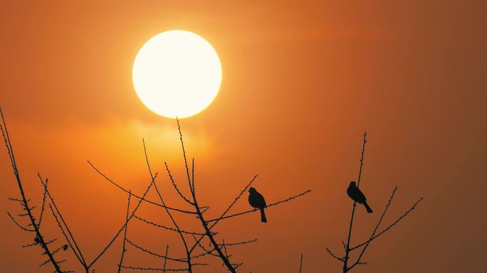 夕阳下树枝上的鸟