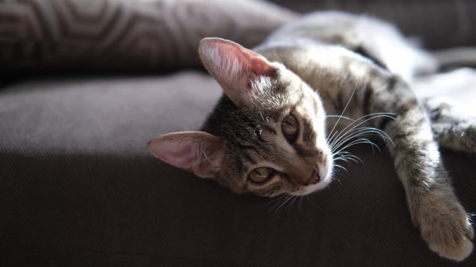 4k视频，一只傻老虎小猫在客厅的沙发上玩耍，在早晨的阳光下，伸展，倒立，条纹猫