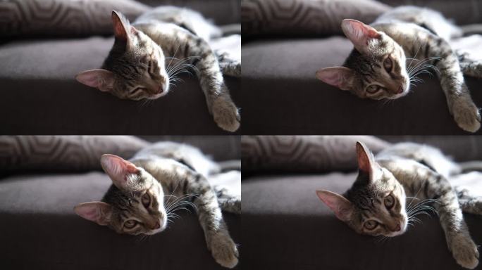 4k视频，一只傻老虎小猫在客厅的沙发上玩耍，在早晨的阳光下，伸展，倒立，条纹猫