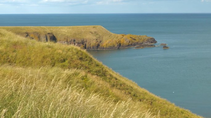 苏格兰东海岸的崖顶草在夏日的微风中轻轻摇曳