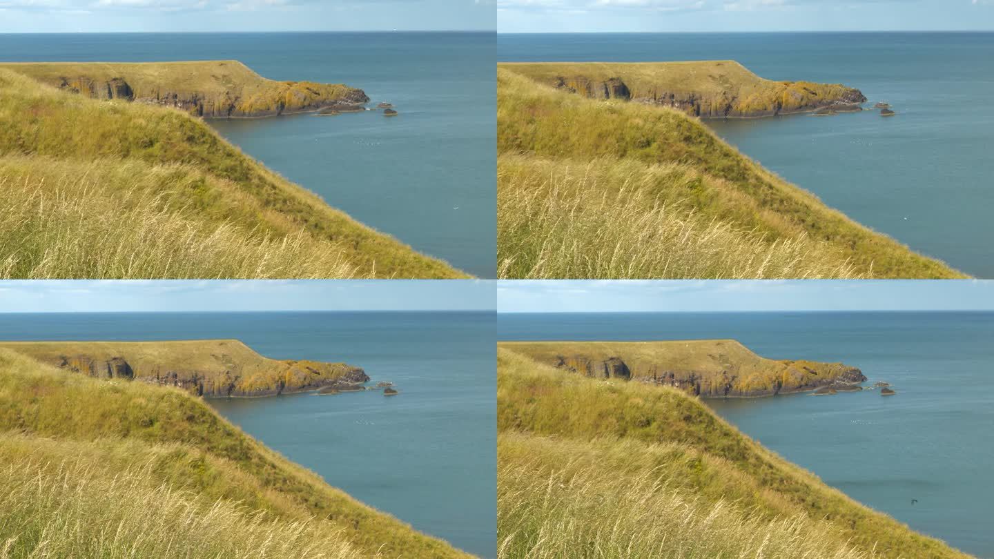 苏格兰东海岸的崖顶草在夏日的微风中轻轻摇曳