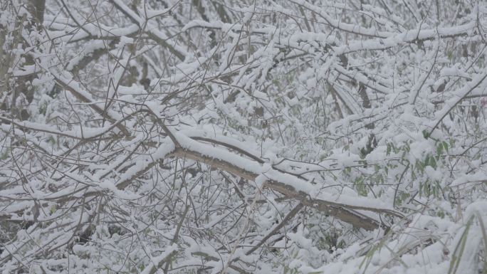 森林下雪大雪万物寂静灰片