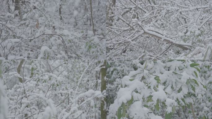 森林下雪大雪万物寂静灰片