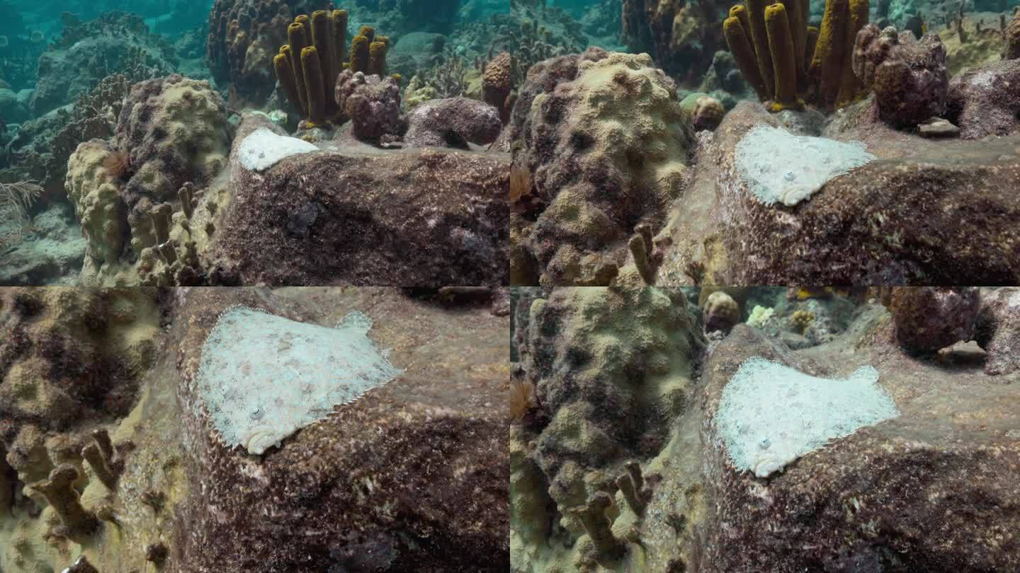 在加勒比海潜水时，孔雀比目鱼伪装在礁石上。用佳能R5拍摄，4K 60FPS。