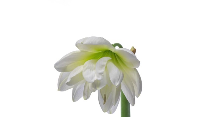 美丽的白色朱顶花，白色背景上的海马菊花。