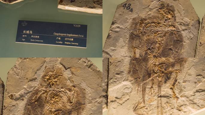 长城鸟 化石 白垩世 鸟类化石