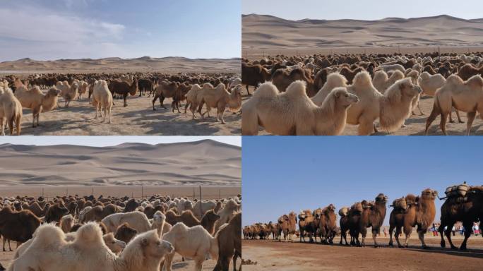 内蒙古阿拉善沙漠骆驼-4K