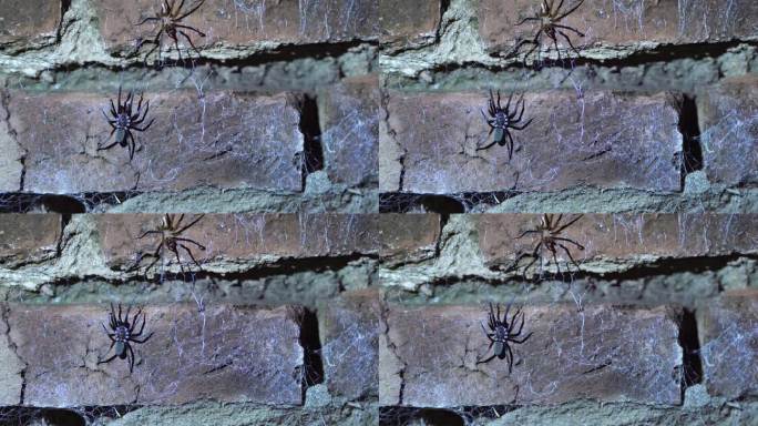 雄性和雌性南方裂缝蜘蛛晚上在花园墙上交配，