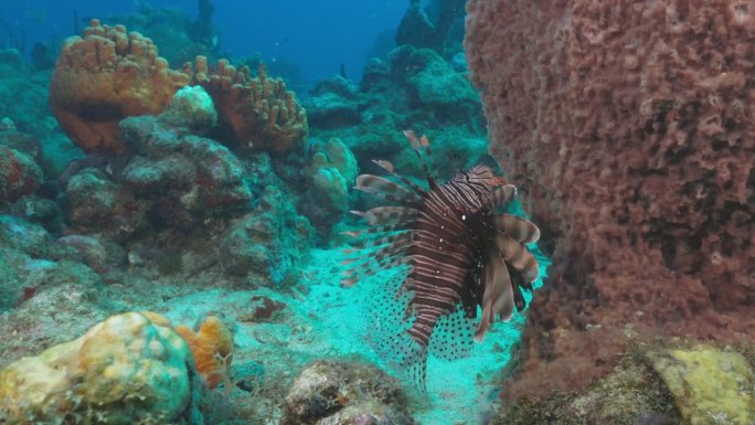 一条美丽的狮子鱼游近礁石。用佳能R5 4K相机拍摄