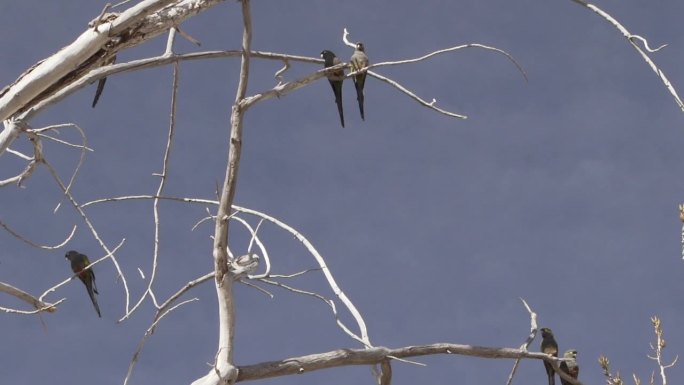 在阿根廷萨尔塔和卡法亚特之间的路塔40号，一群穴居鹦鹉，也叫巴塔哥尼亚长尾小鹦鹉或巴塔哥尼亚conu
