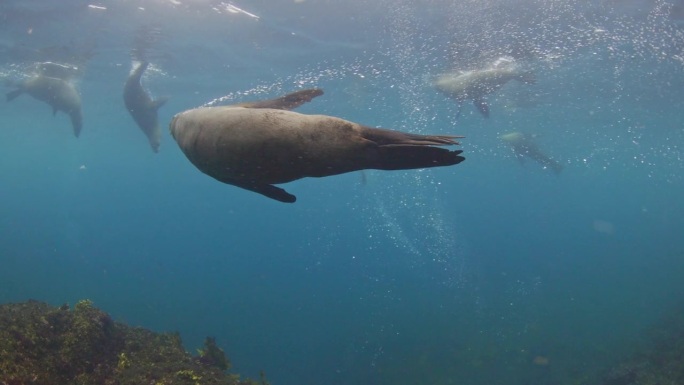 嬉戏的澳大利亚海狗在清澈的蓝色开放海水中创造气泡轨迹的特写