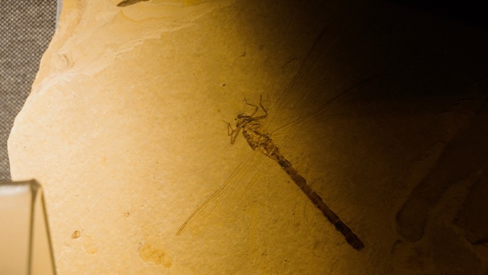 沼泽野箭蜓 沼泽野蜓 蜻蜓 化石 白垩纪