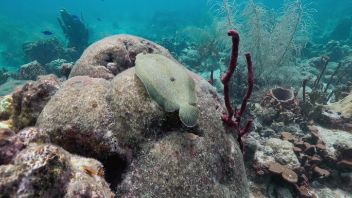 孔雀比目鱼伪装在珊瑚礁上，在加勒比海潜水。用佳能R5拍摄，4K 60FPS。