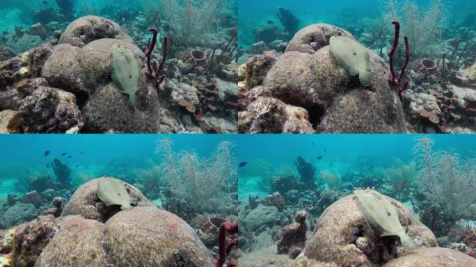 孔雀比目鱼伪装在珊瑚礁上，在加勒比海潜水。用佳能R5拍摄，4K 60FPS。