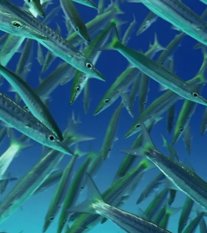 大群梭鱼潜入深海的特写镜头，慢动作