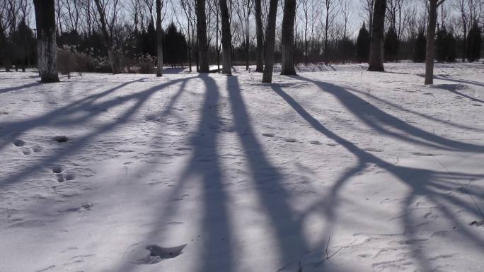 乡村雪后风景雪地是移动的树影岁月流逝大寒