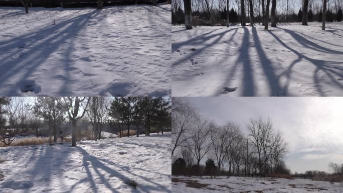 乡村雪后风景雪地是移动的树影岁月流逝大寒