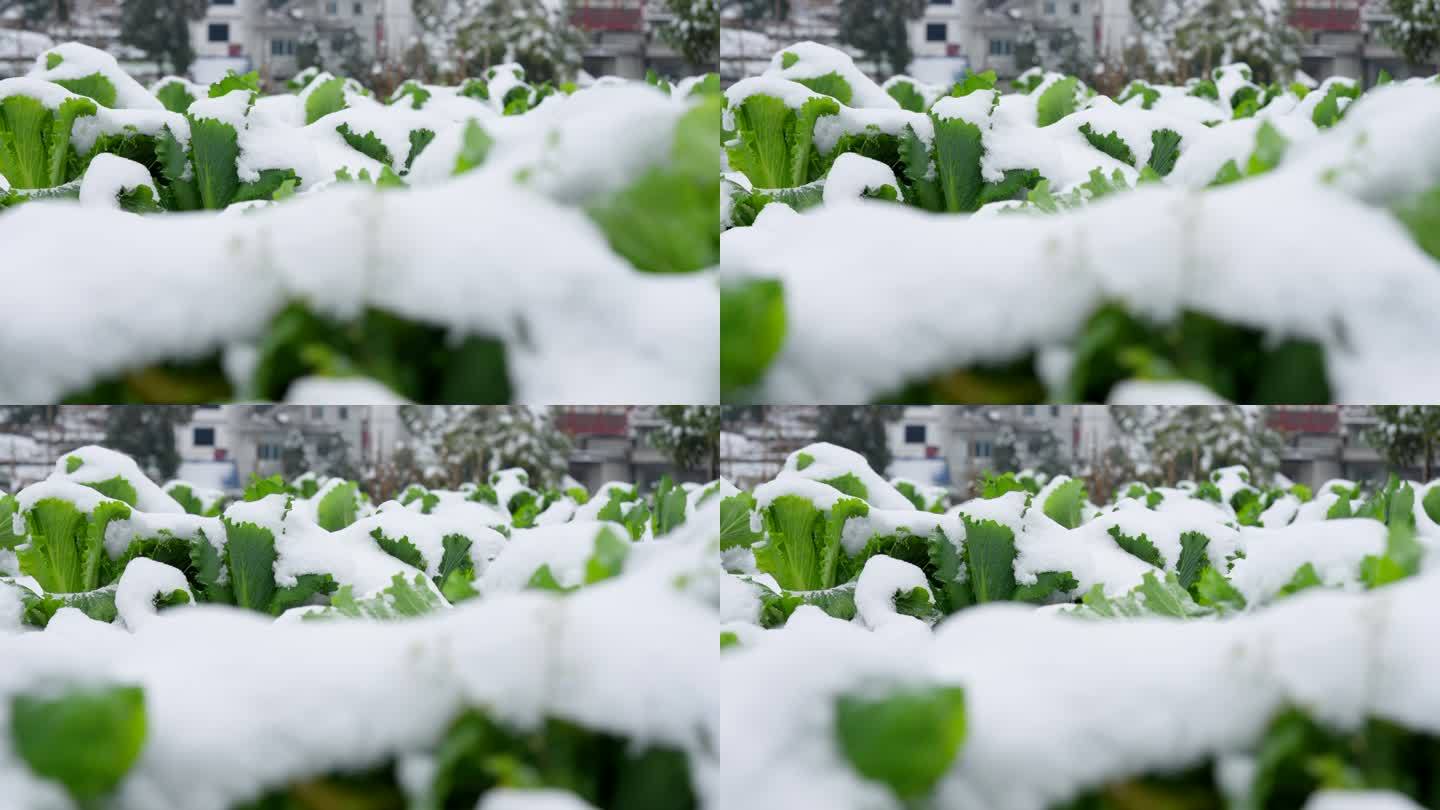 被大雪覆盖的白菜