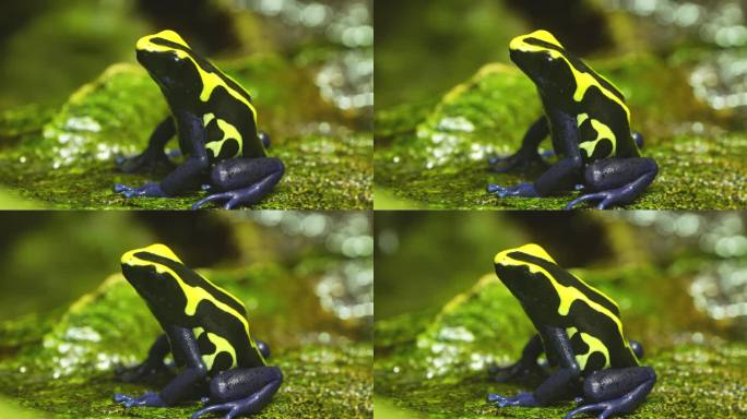 黄色青蛙的特写