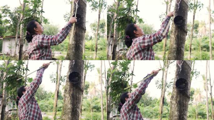亚洲园丁妇女在泰国的橡胶树上涂橡胶兴奋剂，以促进橡胶树的生长。
